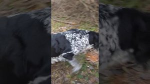 Собака Люся