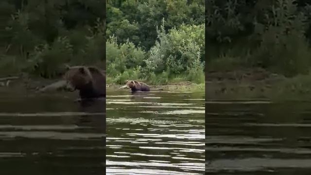 Медвежья рыбалка на любимой Камчатке