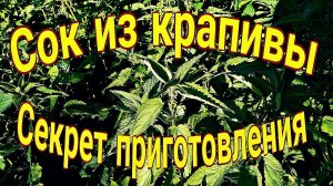 Сок из крапивы. Секрет приготовления.