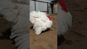 Белые широкогрудые индюки