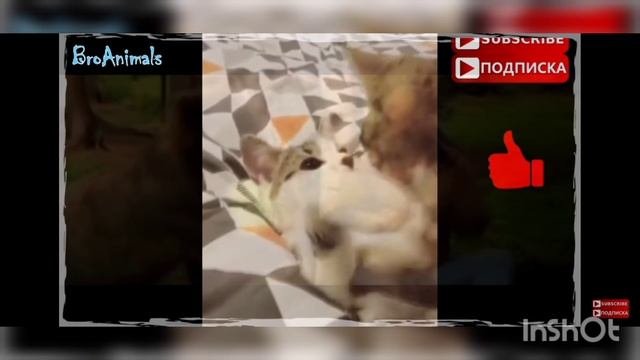 приколюшки видео нарезка