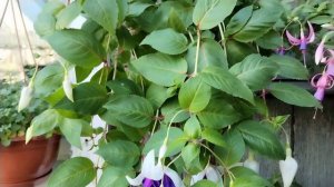 Фуксия "Deep purple".#цветоводство #цветыдлядома #фуксия #цветынаподоконнике