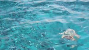 Отель Domina Coral Bay. Красое море. Египет.