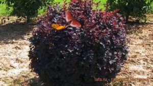 Барбарис оттавский Аурикома (auricoma) ? обзор: как сажать, саженцы барбариса Аурикома