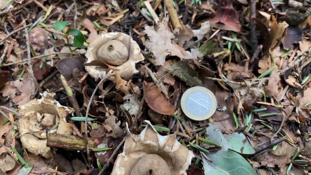 Geastrum fimbriatum (Звездовик бахромчатый), August 18, 2021 смотреть онлайн