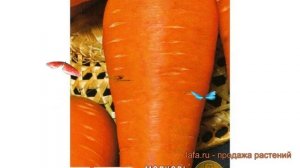 Морковь обыкновенный Шантенэ Королевская ? обзор: как сажать, семена моркови Шантенэ Королевская