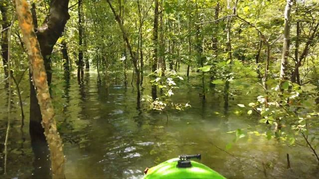 Природа Кентукки. Один в лесу. Затопленный лес. смотреть онлайн