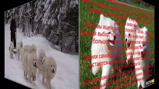 самоедская лайка описание породы содержание и уход