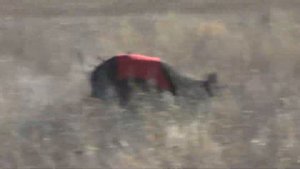 Саратовские областные испытания борзых собак по зайцу русаку и лисице 12 10 2020