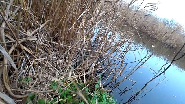 ДИКИЙ окунь в аквариуме спустя неделю. Добавил камыш смотреть онлайн