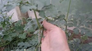 Формирование арбузов в теплице