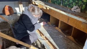 Насыпаю в гнезда кур несушек обязательно