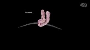 Хромосома и Центромера