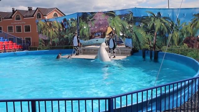 Впервые в Соль-Илецке Московский Дельфинарий. смотреть онлайн