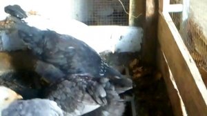 Молодки Чешский-Доминант лучшие несушки, 310 яиц в год. Czech-Dominant .