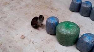 Помещение для выгонки вёшенки, подвал галерея для грибов