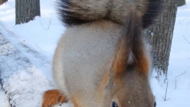 Белочка пришла подкрепиться орешками смотреть онлайн