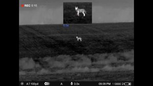 Pulsar Thermion 2 XQ50 Pro LRF Thermal Coyote Hunting (17 Coyotes Down)