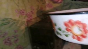 #Влог / Завели рыбок. Наш временный аквариум.