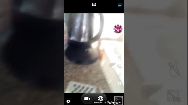 Какашки летучих мышей