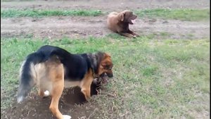 Охота на суслика. Породистый лентяй и беспородный трудяга.