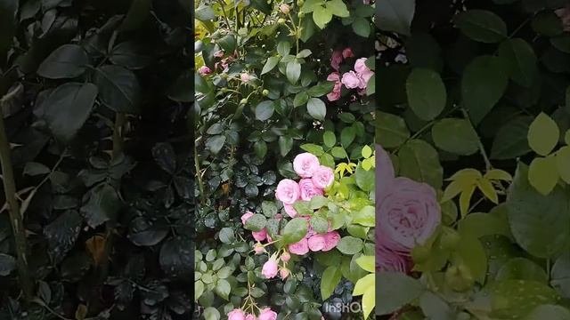 Цветение розы Помпонелла. Регион Южный Урал.
