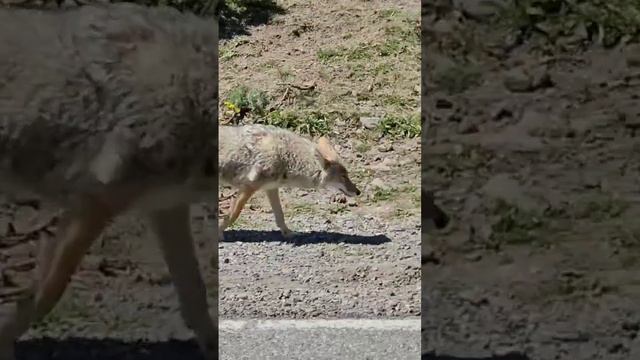 Coyote in Yellowstone National Park #yellowstonenationalpark #nature #wildlife #animal #coyote