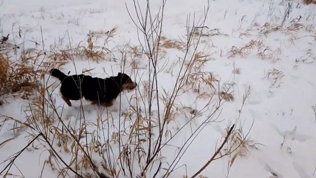 ЗИМНЯЯ ПРОГУЛКА С СОБАКОЙ! Соня нашла новых друзей?
