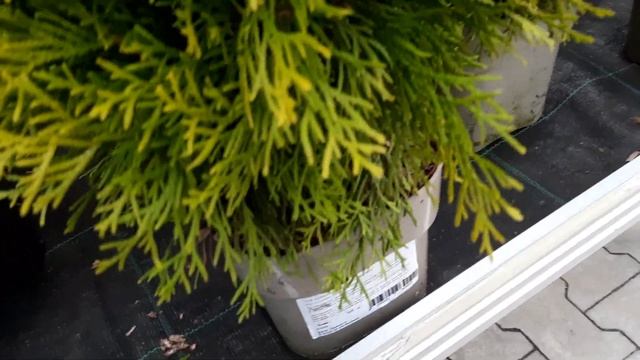 УР-а-а!!! ХВОЙНЫЙ РАЙ В ОБИ,КРАСОТА. смотреть онлайн