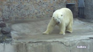 Танец белого медведя