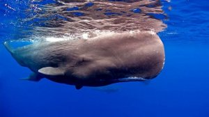Вой кашалота