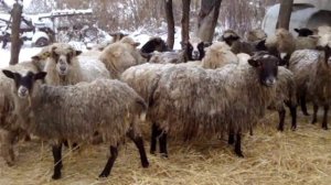 Содержание овец зимой. Морозы до 30 градусов овце не помеха!!!