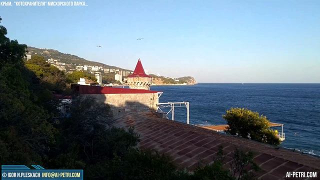 Коты - хранители Мисхорского парка, Крым, Мисхор смотреть онлайн