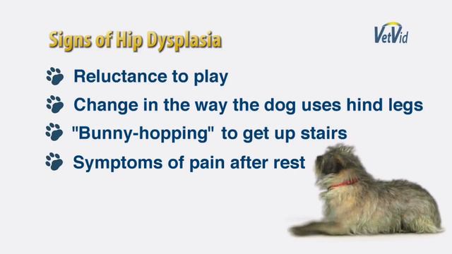 Hip Dysplasia in Dogs - VetVid Dog Care Video смотреть онлайн