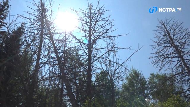 Опасный сухостой растянулся на километры вдоль Волоколамского шоссе смотреть онлайн