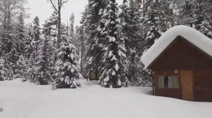 Тихий снегопад в зимнем лесу| Silent snowfall in the winter forest | Relaxing