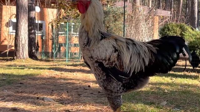 Петух 8 месяцев ровно смотреть онлайн