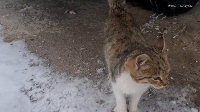 ЖИВУ В ДЕРЕВНЕ/ТУРЦИЯ/КОРМИМ ПТИЦ ВМЕСТЕ СО СВЁКРОМ/ВАРЮ КОФЕ ДЛЯ РОДИТЕЛЕЙ МУЖА/СПАСИБО ОТ СВЁКРА