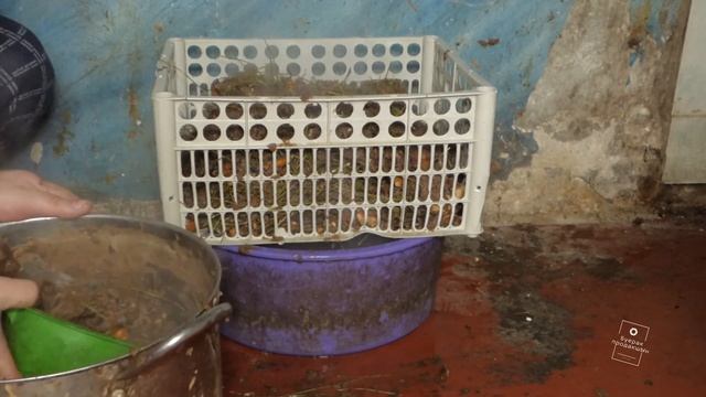 Что можно сделать из новогодней ёлки после праздников? #35 смотреть онлайн