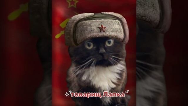 котики и социализм