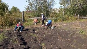 Копаем картофель у дедушки Коли. Дед доволен урожаем!