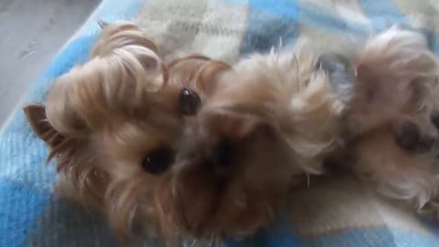 Самый милый пес на ЗЕМЛЕ смотреть онлайн