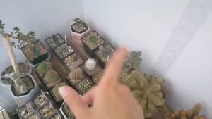 Новые кактусы и суккулент / Пересадка / Полив суккулентов