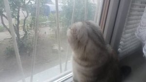 Шотландская Вислоухая Кошка Хлоя Просится на Улицу 🐱 Мяуканье / Кошка разговаривает