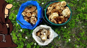 Собираем грибы в июне Тихая охота в Самарской области