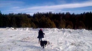 Брянские состязания лаек по кабану и медведю