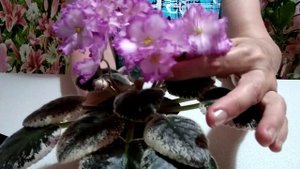 Особенности сорта фиалок РС Гламурная дева