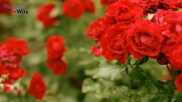 ВАШИ РОЗЫ ПЕРЕЗИМУЮТ БЕЗ ПОТЕРЬ! ВОТ КАК ИХ ОБРЕЗАТЬ, ОБРАБОТАТЬ И УТЕПЛИТЬ ОСЕНЬЮ! смотреть онлайн