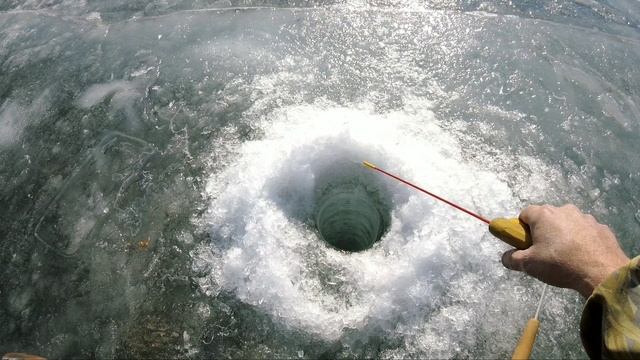 Прогулка щенка 2 месяца РУССКИЙ СПАНИЕЛЬ. Зимняя рыбалка на реках Приморского края.