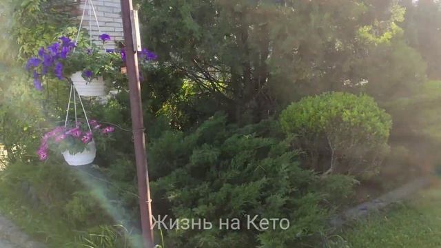 Отвлекаюсь от тревог Обработка самшитов от вредителей смотреть онлайн